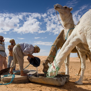 Drinking camels at a small water source